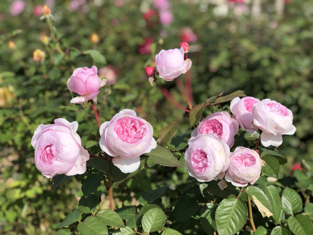 そらの花畑　世羅高原花の森