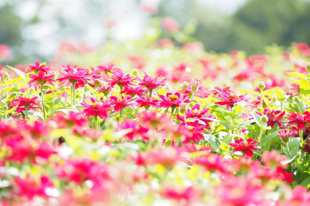 花の駅せら