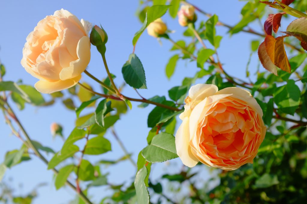 そらの花畑　世羅高原花の森