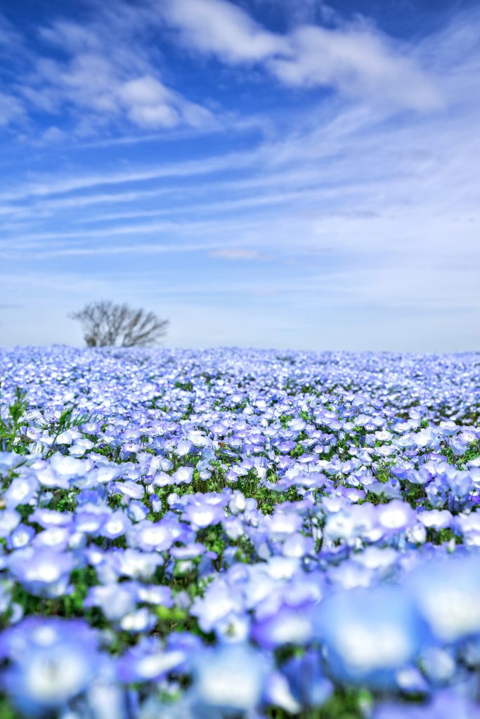 Flower village 花夢の里