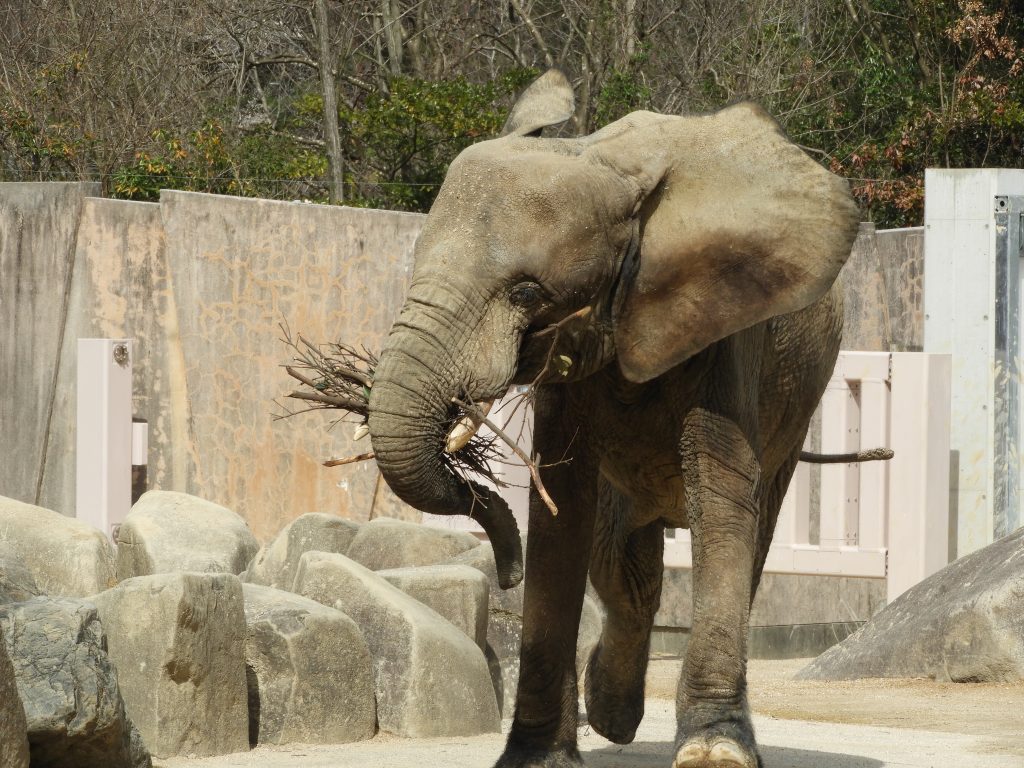 安佐動物公園