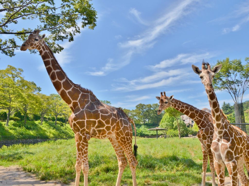 安佐動物公園